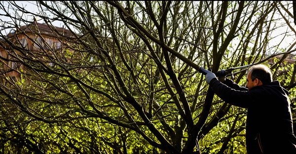 Élagage à toulouse : entretien expert pour vos espaces verts